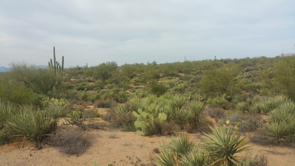 Arizona · United States of America