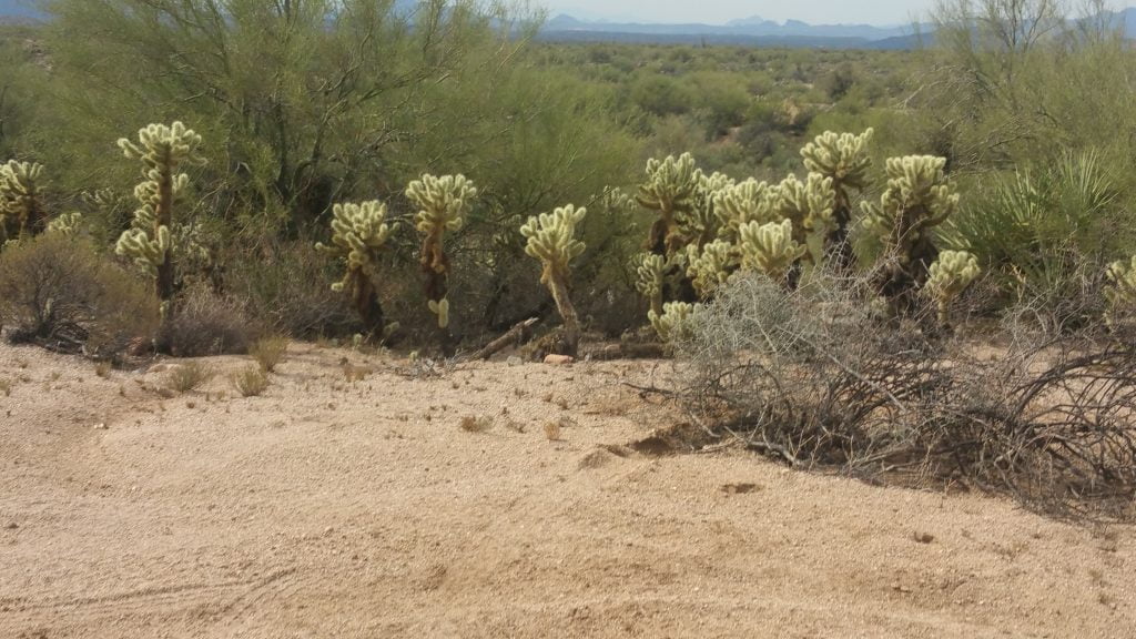 Arizona · United States of America