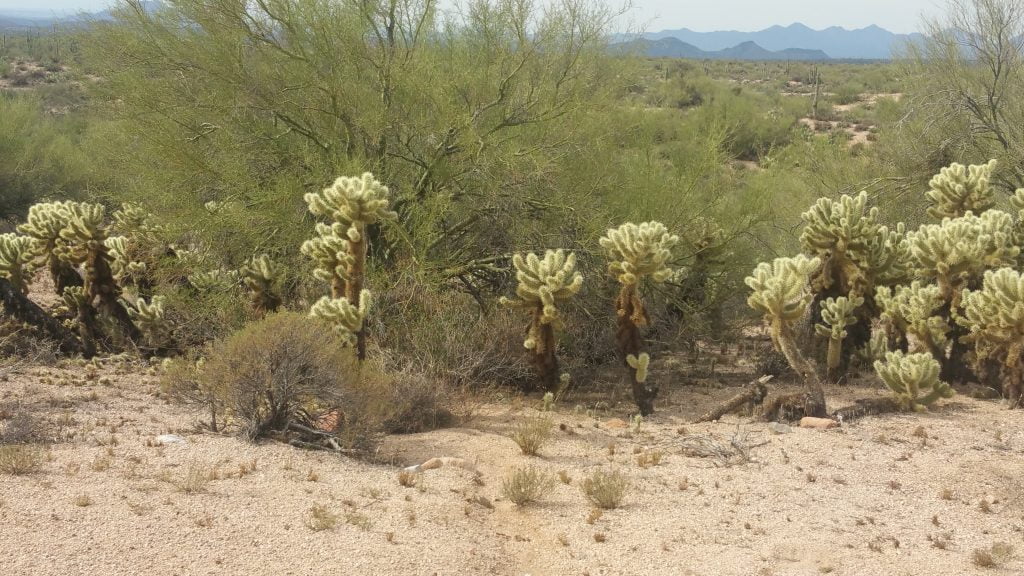 Arizona · United States of America