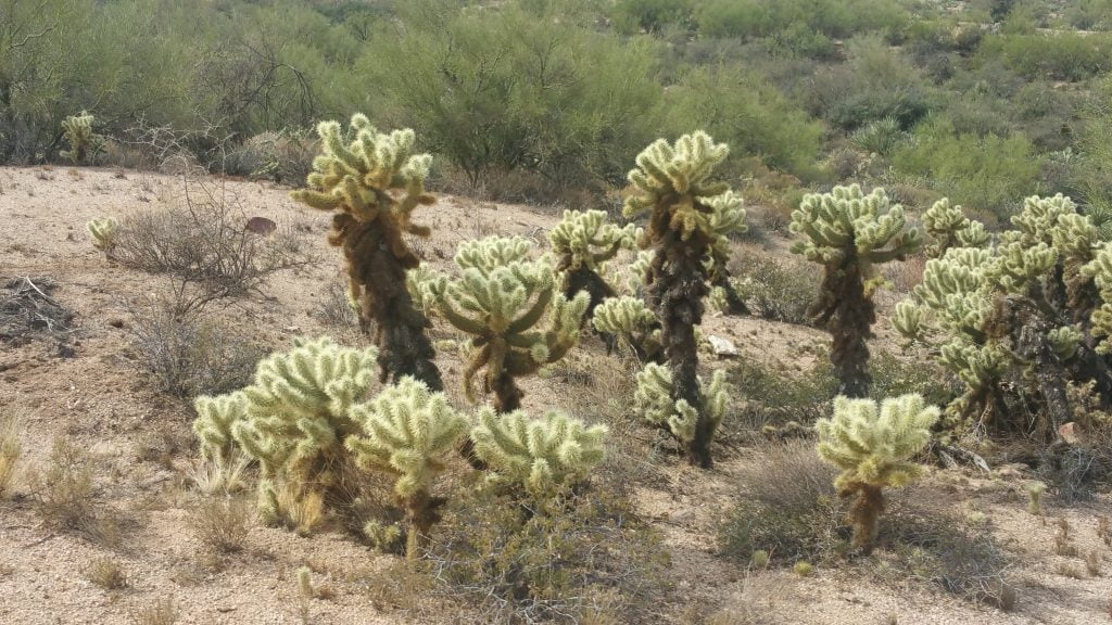 Arizona · United States of America