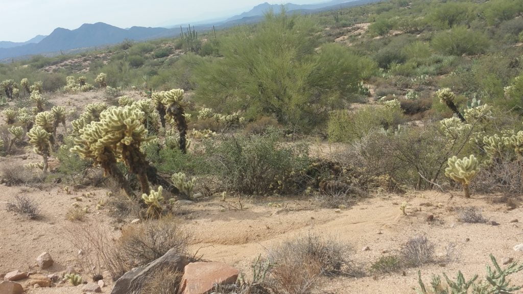 Arizona · United States of America