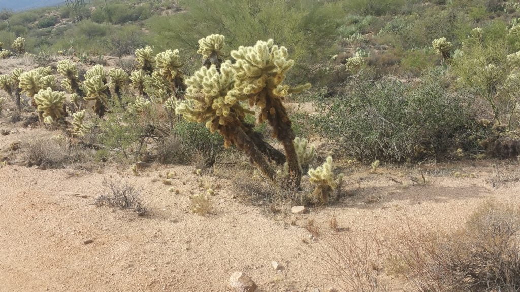 Arizona · United States of America