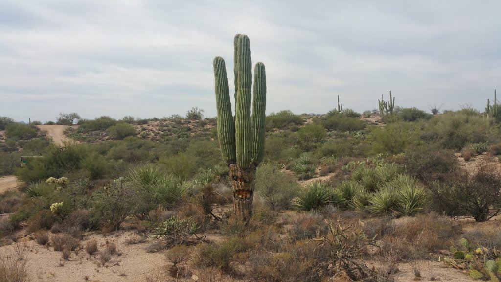 Arizona · United States of America