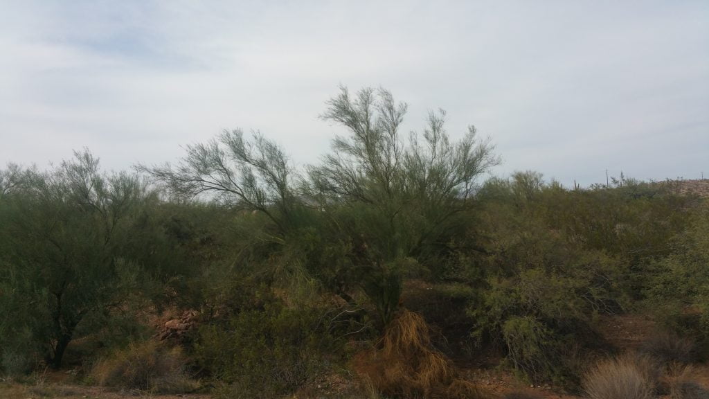 Arizona · United States of America
